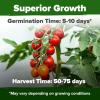 imageHOME GROWN San Marzano Tomato Seeds  132 Heirloom   Seeds  High Germination Tomatoes for Indoor ampamp Outdoor Growing  Classic Paste Variety for Gardeners ampamp Home UseCherry Tomato 2Pack