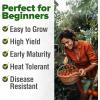 imageHOME GROWN San Marzano Tomato Seeds  132 Heirloom   Seeds  High Germination Tomatoes for Indoor ampamp Outdoor Growing  Classic Paste Variety for Gardeners ampamp Home UseCherry Tomato 2Pack