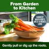 imageHOME GROWN San Marzano Tomato Seeds  132 Heirloom   Seeds  High Germination Tomatoes for Indoor ampamp Outdoor Growing  Classic Paste Variety for Gardeners ampamp Home UseCarrot 2Pack
