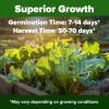 imageHOME GROWN San Marzano Tomato Seeds  132 Heirloom   Seeds  High Germination Tomatoes for Indoor ampamp Outdoor Growing  Classic Paste Variety for Gardeners ampamp Home UseGeorgia Collard 2Pack