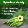 imageHOME GROWN San Marzano Tomato Seeds  132 Heirloom   Seeds  High Germination Tomatoes for Indoor ampamp Outdoor Growing  Classic Paste Variety for Gardeners ampamp Home UseOkra 2Pack