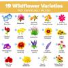 imageHOME GROWN Wildflower Seeds 3oz 89000 Flower Seed Mix  No Filler  19 Varieties USASourced Bulk Wild Flowers Seeds for Planting Butterfly ampamp Pollinator Perennial and Annual Wild Flower Mix3 oz Honeybee