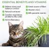 imageHome Grown 3200 Indoor Cat Grass Refill  NonGMO USA Grown Catnip Oat ampamp Alfalfa Seeds  Cat Grass Kit Replacement  FastGrowing Pet Grasses for Cats Digestion ampamp Hairball ReliefOutdoor