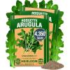 Arugula 2-Pack