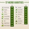 image17 Herb Culinary Seed Vault  5200 Heirloom   Seeds for IndoorOutdoor or Hydroponic Gardens  High Germination  Cilantro Mint Chives Basil Parsley ampamp More