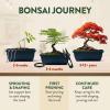 imageHOME GROWN Complete Bonsai Tree Starter Kit  Grow 4 Indoor Bonsai Trees from Seeds with Tools Pots ampamp Instructions  Perfect Christmas ampamp Thanksgiving Gardening Gift for Plant Lovers Men ampamp Women