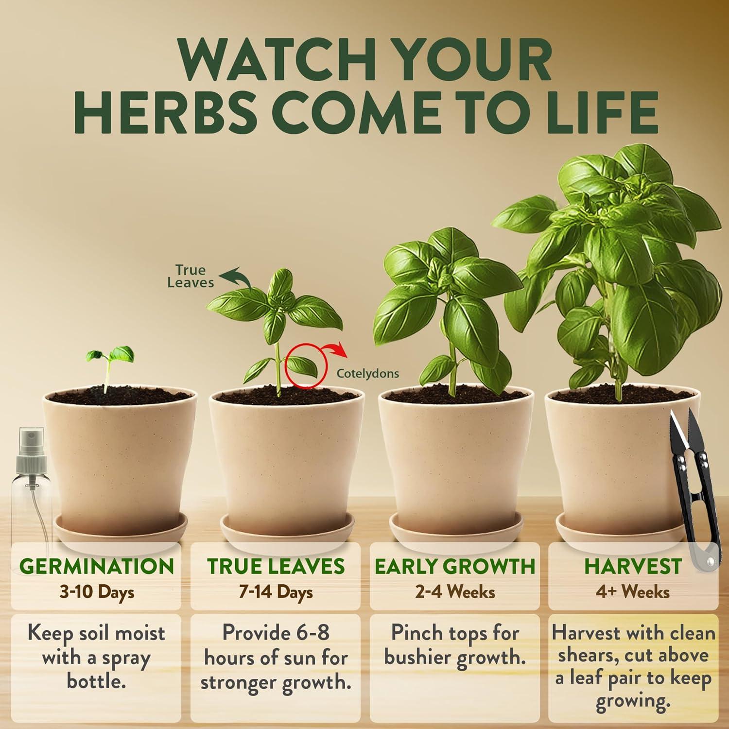 imageHOME GROWN Herb Seed Kit  Includes 4 Heirloom Herb Seeds Packets Pots ampamp Organic Soil  Easy Indoor NonGMO Gardening Gift Set for Beginners  Great Gift for Christmas and Other Holidays