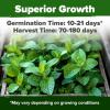 imageHOME GROWN Non GMO Genovese Basil Seeds Pack 1750 High Germination Heirloom Seeds Ocimum basilicum Herb Seeds for Planting Indoor amp Outdoor Gardening for Culinary UseLemon Balm