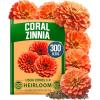 imageHOME GROWN Coral Zinnia Seeds 1g  600 Zinnia elegans Annual Flower Seeds for Planting Outdoors  Heat Tolerant Easy Summer Flowers to Plant  Herb Seed Companion for Pollinator Garden Beds for 2026Zinnia Coral 1pk