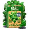 imageHOME GROWN Non GMO Genovese Basil Seeds Pack 1750 High Germination Heirloom Seeds Ocimum basilicum Herb Seeds for Planting Indoor amp Outdoor Gardening for Culinary UseBasil Genovese