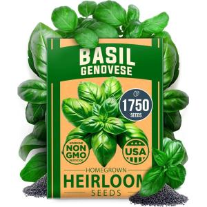 imageHOME GROWN Non GMO Genovese Basil Seeds Pack 1750 High Germination Heirloom Seeds Ocimum basilicum Herb Seeds for Planting Indoor amp Outdoor Gardening for Culinary UseBasil Genovese