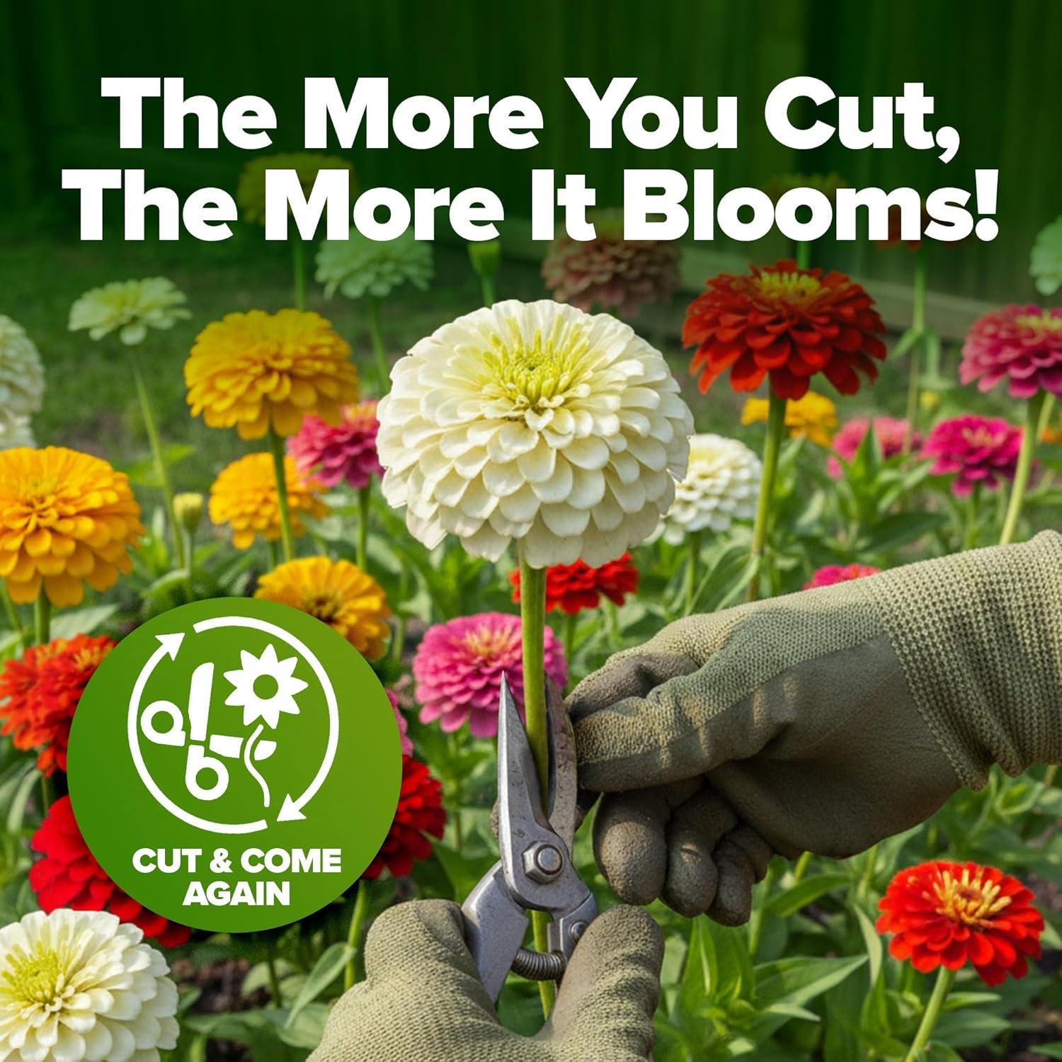 imageHOME GROWN Dwarf Zinnia Seeds Mix  17000 Pumila Zinnia Seeds for 2026  Zinnia Flower Seeds for Planting Outdoors  Bulk Colorful Cut Annual Flowers for Summer Gardens amp Containers Zinnia elegans