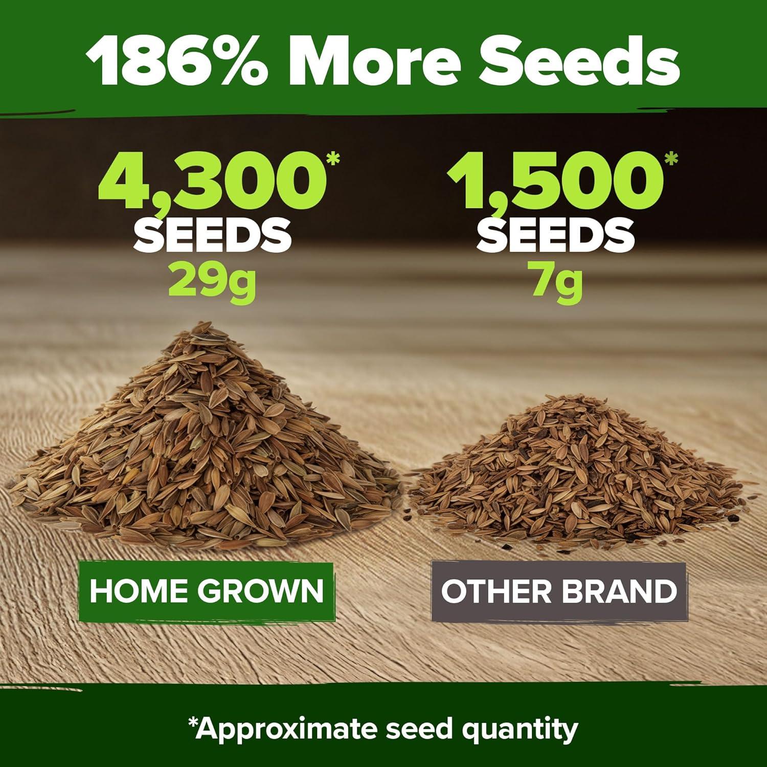 imageHOME GROWN Dwarf Zinnia Seeds Mix  4300 Pumila Zinnia Seeds for 2026  Zinnia Flower Seeds for Planting Outdoors  Colorful Cut Annual Flowers for Summer Gardens amp Containers Zinnia elegans