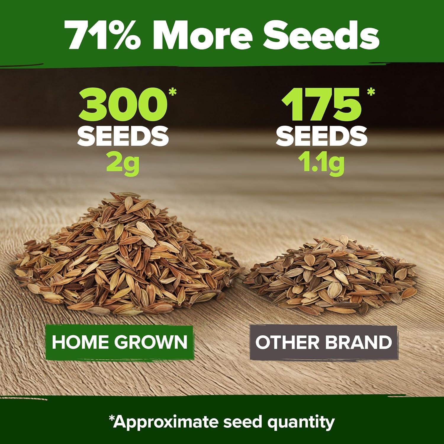 imageHOME GROWN Dwarf Zinnia Seeds Mix  600 Pumila Zinnia Seeds for 2026 06g  Zinnia Flower Seeds for Planting Outdoors  Colorful Cut Annual Flowers for Summer Gardens amp Containers Zinnia elegansZinnia Pumila 1pk