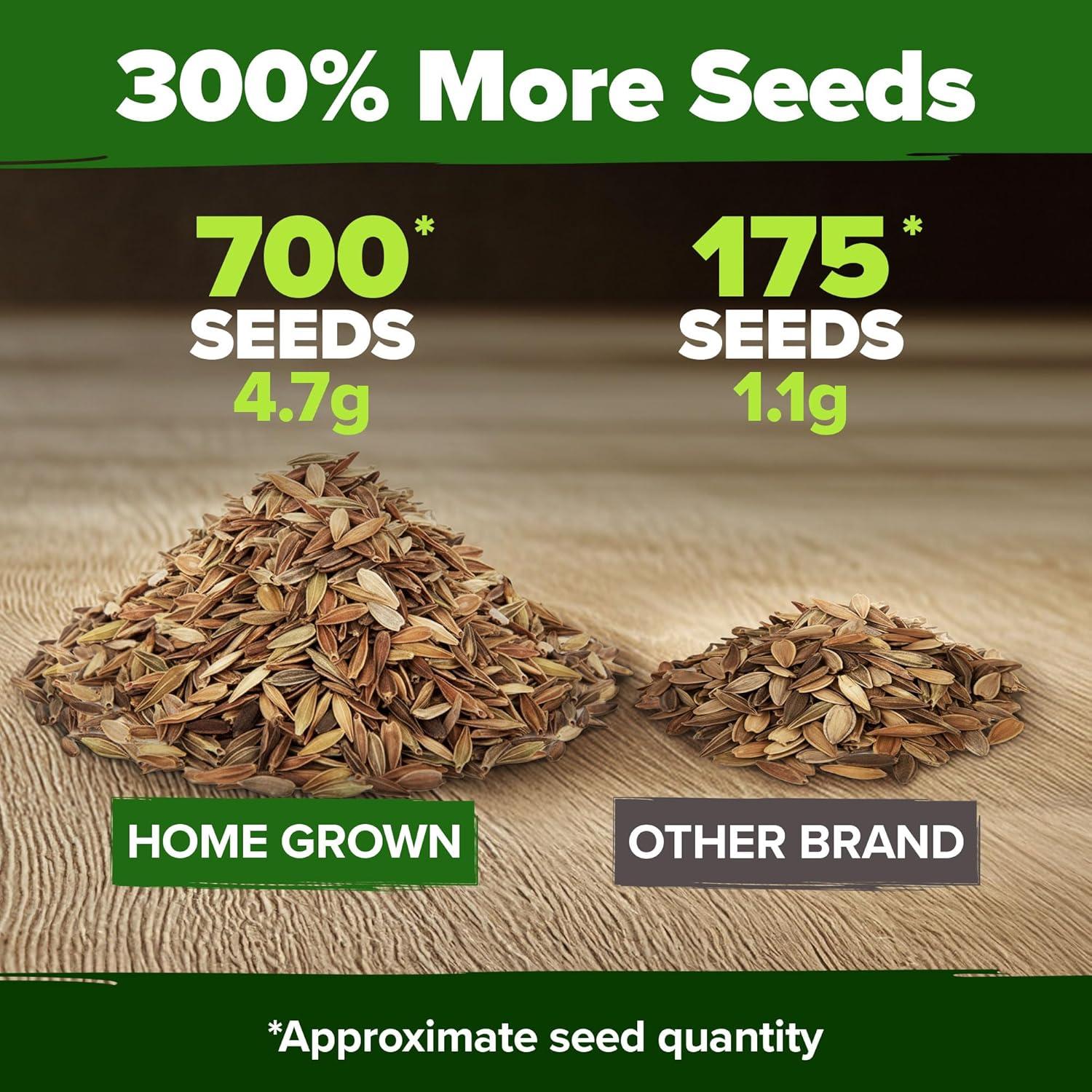 imageHOME GROWN Dwarf Zinnia Seeds Mix  700 Pumila Zinnias Seeds for 2026  Zinna Flower Seed for Planting Outdoors  Colorful Cut Annual Flowers for Summer Gardens amp Containers Zinnia elegans