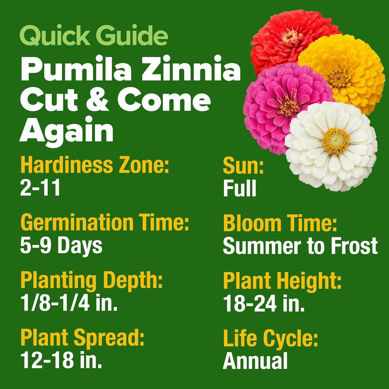 imageHOME GROWN Dwarf Zinnia Seeds Mix  8525 Pumila Zinnia Seeds for 2026 2oz  Zinnia Flower Seeds for Planting Outdoors  Colorful Cut Annual Flowers for Summer Gardens amp Containers Zinnia elegans