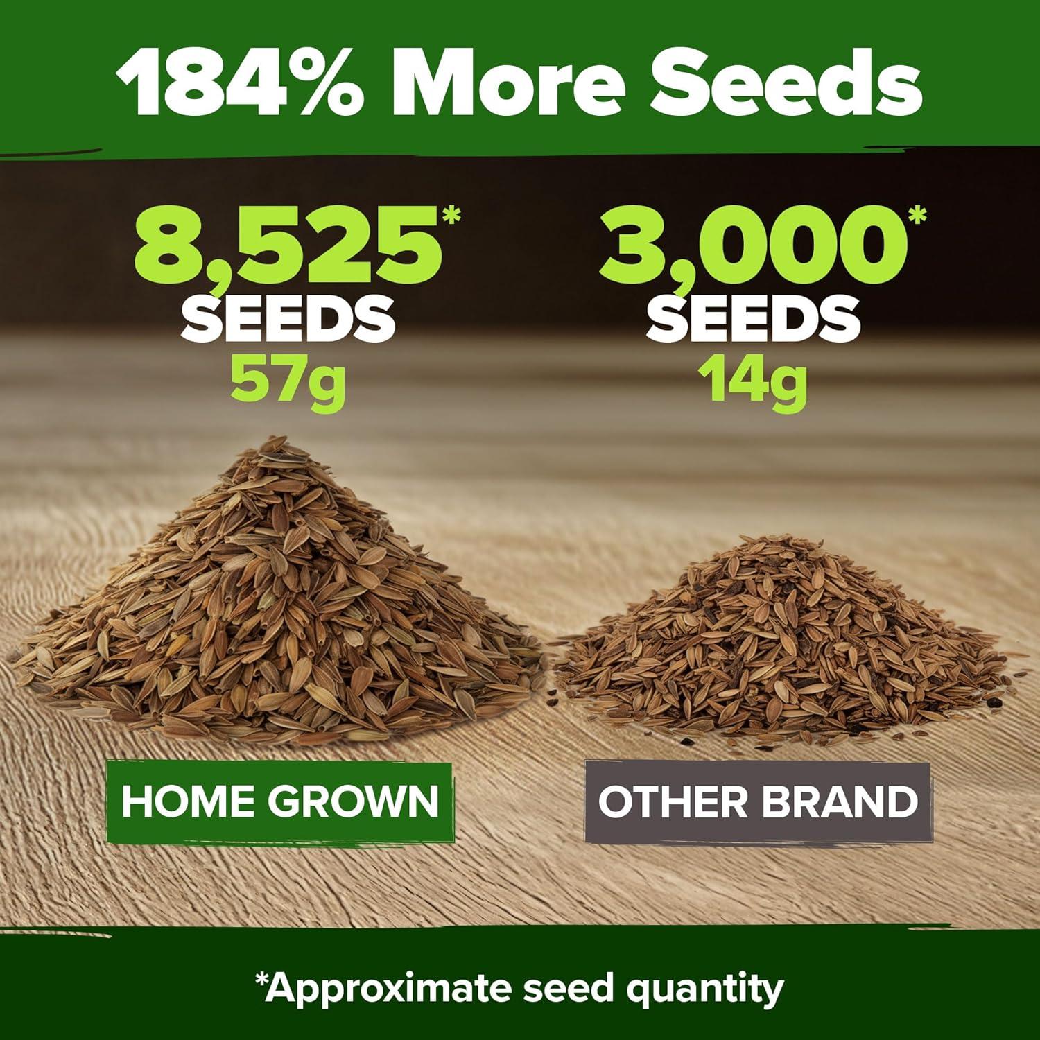 imageHOME GROWN Dwarf Zinnia Seeds Mix  8525 Pumila Zinnia Seeds for 2026 2oz  Zinnia Flower Seeds for Planting Outdoors  Colorful Cut Annual Flowers for Summer Gardens amp Containers Zinnia elegans