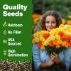 imageHOME GROWN Bachelor Button Flower Seeds Tall Mix 700 Cornflower Heirloom Seeds for Planting  Quick Blooming NonGMO Pollinator Friendly Easy to Grow Wildflowers USA Grown Centaurea cyanusMarigold Petite