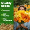 imageHOME GROWN Bachelor Button Flower Seeds Tall Mix 700 Cornflower Heirloom Seeds for Planting  Quick Blooming NonGMO Pollinator Friendly Easy to Grow Wildflowers USA Grown Centaurea cyanusMarigold