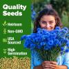 imageHOME GROWN Bachelor Button Flower Seeds Tall Mix 700 Cornflower Heirloom Seeds for Planting  Quick Blooming NonGMO Pollinator Friendly Easy to Grow Wildflowers USA Grown Centaurea cyanusBachelor Button