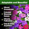 imageHOME GROWN Bachelor Button Flower Seeds Tall Mix 700 Cornflower Heirloom Seeds for Planting  Quick Blooming NonGMO Pollinator Friendly Easy to Grow Wildflowers USA Grown Centaurea cyanusMoss Verbena Mix