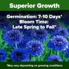imageHOME GROWN Bachelor Button Flower Seeds Tall Mix 700 Cornflower Heirloom Seeds for Planting  Quick Blooming NonGMO Pollinator Friendly Easy to Grow Wildflowers USA Grown Centaurea cyanusBachelor Button
