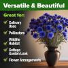 imageHOME GROWN Bachelor Button Flower Seeds Tall Mix 700 Cornflower Heirloom Seeds for Planting  Quick Blooming NonGMO Pollinator Friendly Easy to Grow Wildflowers USA Grown Centaurea cyanusBachelor Button