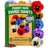Pansy Swiss Giants