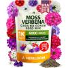 Moss Verbena Mix