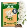 White Lilac