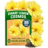 Cosmos Dwarf Lemon