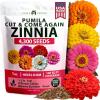 imageHOME GROWN Dwarf Zinnia Seeds Mix  4300 Pumila Zinnia Seeds for 2026  Zinnia Flower Seeds for Planting Outdoors  Colorful Cut Annual Flowers for Summer Gardens amp Containers Zinnia elegans