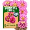 imageHOME GROWN Pink Zinnia Seeds  300 Luminosa Zinnias 05g Easy to Grow Annual Flower Seeds for Planting Outdoors for 2026 Fast Blooming Heat Tolerant Herb Seed Garden Companion Zinnia elegansZinnia Luminosa 1pk