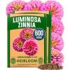 Zinnia Luminosa 2pk
