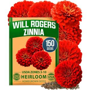 imageHOME GROWN Bachelor Button Flower Seeds Tall Mix 700 Cornflower Heirloom Seeds for Planting  Quick Blooming NonGMO Pollinator Friendly Easy to Grow Wildflowers USA Grown Centaurea cyanusZinnia Will Rogers