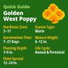 imageHOME GROWN California Poppy Golden West Seeds 6000 Spring Flower Seeds for Planting 2026 Perennial Poppy Seed for Planting Outdoors Herb Seeds Eschscholzia californica