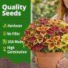 imageHOME GROWN Coleus Rainbow Seeds for Planting Spring 2026  1500 Count 004 oz Plectranthus scutellarioides House Plant Seed AnnualPerennial Multicolor Foliage Indoor amp Shade Garden Flower Seeds