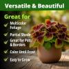 imageHOME GROWN Coleus Seeds for Planting  900 Rainbow Coleus Plant Seeds Multicolor Spring 2026 Flower Seed AnnualPerennial House Plants for Garden Outdoors amp Indoors Plectranthus scutellarioides