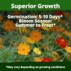 imageHOME GROWN Cosmos Bright Lights Mix Seeds  5000 Cosmos Sulphureus for Planting Spring 2026 Refined Wildflower Herb Seed Mix Easy Grow Outdoor Flower Seeds for GardensCosmos Bright Lights  Large
