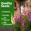 imageHOME GROWN Snapdragon Fairy Seeds  10000 Snapdragon Seeds for Spring Planting 2026 Dwarf Plants Long Blooming Flower Seed for Garden Beds Pollinator Friendly Antirrhinum Majus