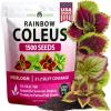 imageHOME GROWN Coleus Rainbow Seeds for Planting Spring 2026  1500 Count 004 oz Plectranthus scutellarioides House Plant Seed AnnualPerennial Multicolor Foliage Indoor amp Shade Garden Flower Seeds