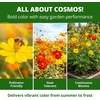 image:imageHOME GROWN Cosmos Bright Lights Mix Seeds  800 Heirloom NonGMO Cosmos Sulphureus Seeds for Planting Annual Wildflower Mix Orange Gold Scarlet Yellow Blooms Pollinator amp Cut Flower Garden Seeds