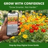 image:imageHOME GROWN Cosmos Bright Lights Mix Seeds  800 Heirloom NonGMO Cosmos Sulphureus Seeds for Planting Annual Wildflower Mix Orange Gold Scarlet Yellow Blooms Pollinator amp Cut Flower Garden Seeds
