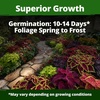 image:imageHOME GROWN Zinnia Cactus Mix Seeds  2000 Heirloom NonGMO Flower Seeds for Spring 2026 Planting Outdoors Large Cactus Blooms Tall Cut Flower Garden USDA Zones 310 Zinnia elegansColeus Rainbow  Large