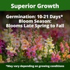 image:imageHOME GROWN Zinnia Cactus Mix Seeds  2000 Heirloom NonGMO Flower Seeds for Spring 2026 Planting Outdoors Large Cactus Blooms Tall Cut Flower Garden USDA Zones 310 Zinnia elegansSnapdragon Fairy  Medium