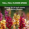 image:imageHOME GROWN Zinnia Cactus Mix Seeds  2000 Heirloom NonGMO Flower Seeds for Spring 2026 Planting Outdoors Large Cactus Blooms Tall Cut Flower Garden USDA Zones 310 Zinnia elegansSnapdragon Tetra Mix  Large