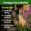 image:imageHOME GROWN Zinnia Cactus Mix Seeds  2000 Heirloom NonGMO Flower Seeds for Spring 2026 Planting Outdoors Large Cactus Blooms Tall Cut Flower Garden USDA Zones 310 Zinnia elegansSnapdragon Fairy  Medium
