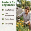 image:imageHOME GROWN Zinnia Cactus Mix Seeds  2000 Heirloom NonGMO Flower Seeds for Spring 2026 Planting Outdoors Large Cactus Blooms Tall Cut Flower Garden USDA Zones 310 Zinnia elegansPoppy Golden West  Medium