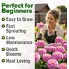 image:imageHOME GROWN Zinnia Cactus Mix Seeds  2000 Heirloom NonGMO Flower Seeds for Spring 2026 Planting Outdoors Large Cactus Blooms Tall Cut Flower Garden USDA Zones 310 Zinnia elegansPink Zinnia Luminosa  Large