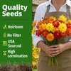 image:imageHOME GROWN Zinnia Cactus Mix Seeds  2000 Heirloom NonGMO Flower Seeds for Spring 2026 Planting Outdoors Large Cactus Blooms Tall Cut Flower Garden USDA Zones 310 Zinnia elegansCosmos Bright Lights  Large